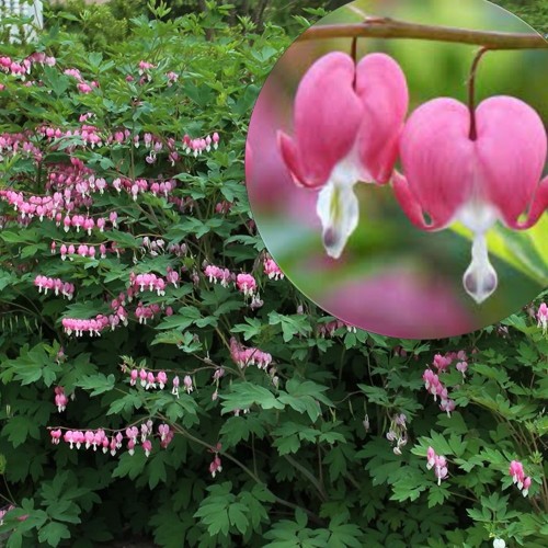 Dicentra spectabilis - Harilik murtudsüda P11/0,75L